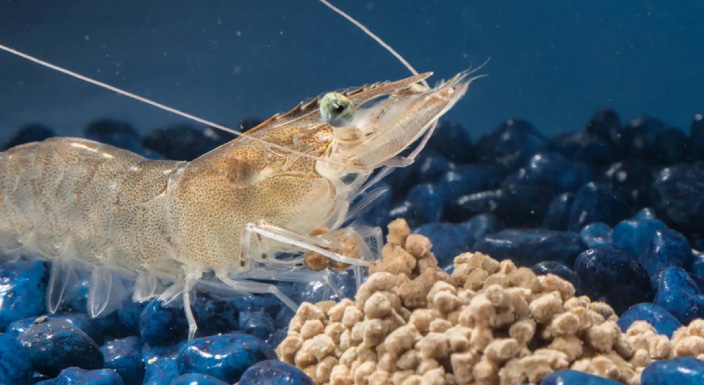 Aquaculture-Fisheries-01