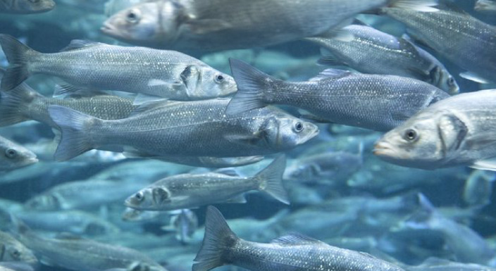 Aquaculture-Fisheries-02