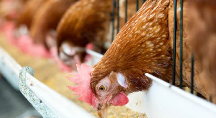 animal-nutrition-01