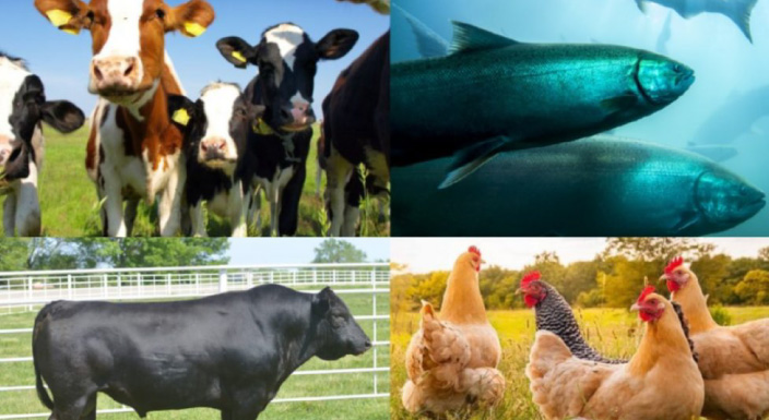 animal-nutrition-02