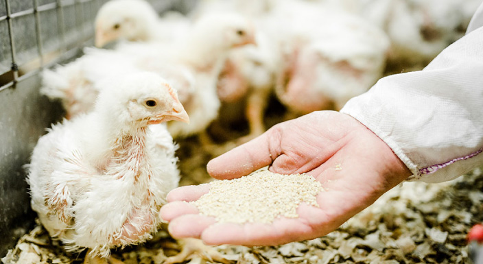 animal-nutrition-04